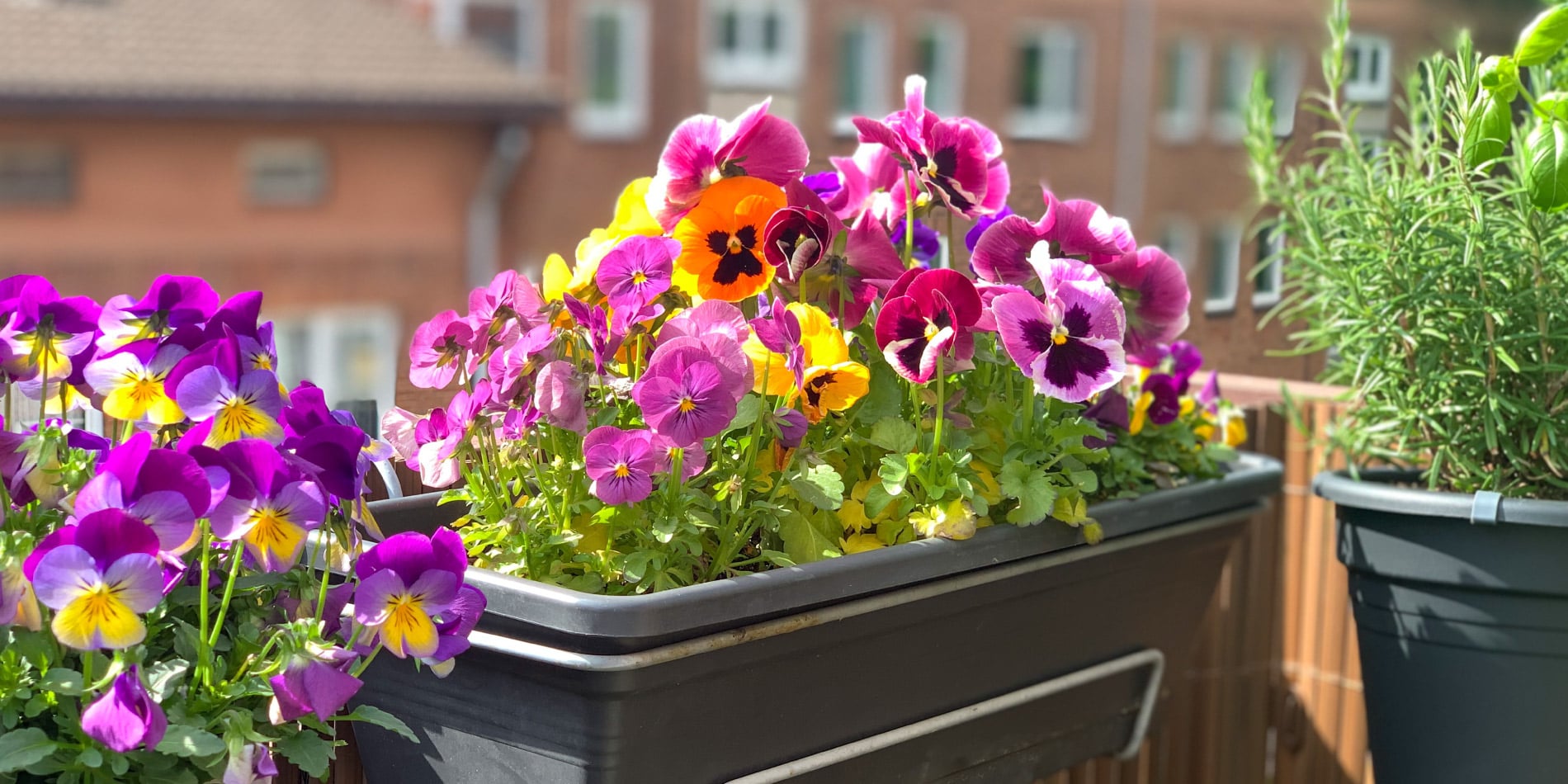balkon pełen kwiatów